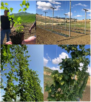 Resilience of hop (Humulus lupulus L.) to salinity, heat and drought stresses: A mini-review